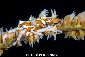 Xeno Crab, Boulders, Puerto Galera by Tobias Reitmayr 